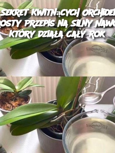 Sekret Kwitnących Orchidei: Prosty Przepis na Silny Nawóz, Który Działa Cały Rok