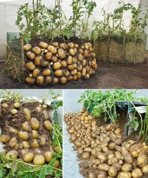 Grow potatoes in containers at home with just one potato