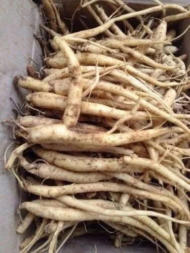 The Powerful Plant That May Support Cancer Treatment: A Closer Look at the Benefits of the Greater Burdock Root