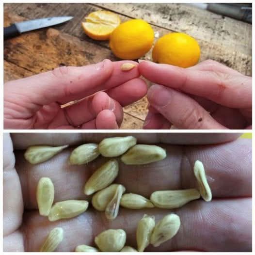 When juicing lemons, most people focus on the juice and pulp, but the seeds are just as useful!