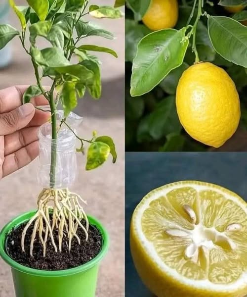 How to Grow a Lemon Tree from Seeds: A Step-by-Step Guide