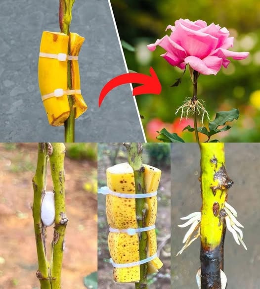 How to extract rose branches with bananas, now anyone can do it: the natural method