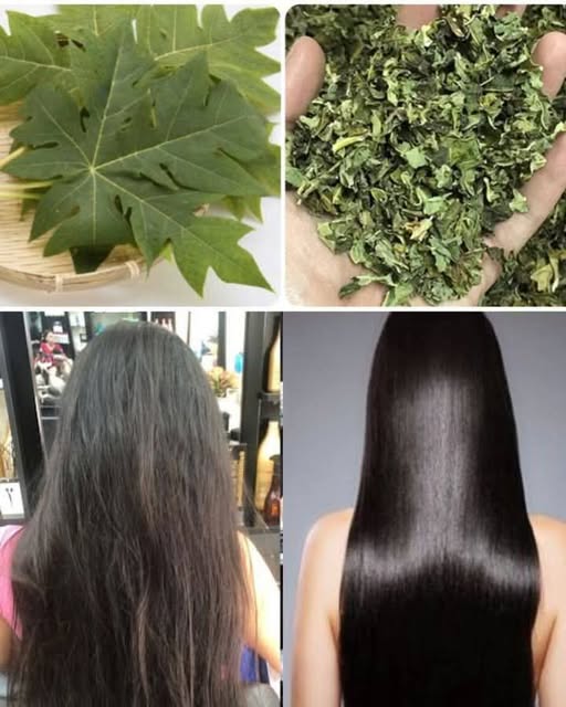 TURN WHITE HAIR TO BLACK HAIR NATURALLY AND GROW LONG HAIR WITH PAPAYA LEAVES OVERNIGHT.