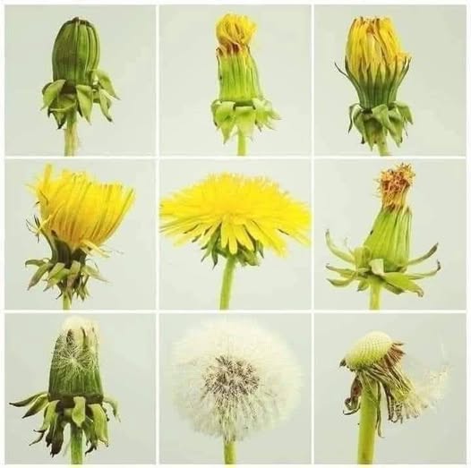 The dandelion is the only flower that symbolizes the sun, moon, and stars.