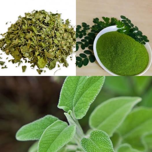 Drink 1 CUP of SAGE tea every day and you will not be sick..