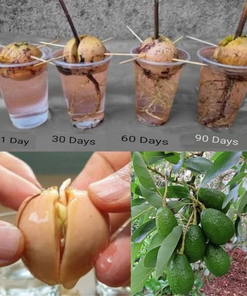 How to Grow an Avocado from a Pit (Easy Method)