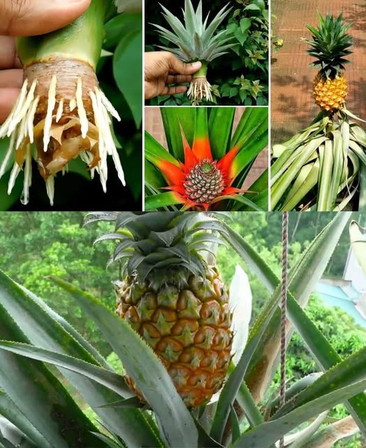 Revealing Tips for Growing Pineapple With Just Few Simple Steps, Big Fruit At Home