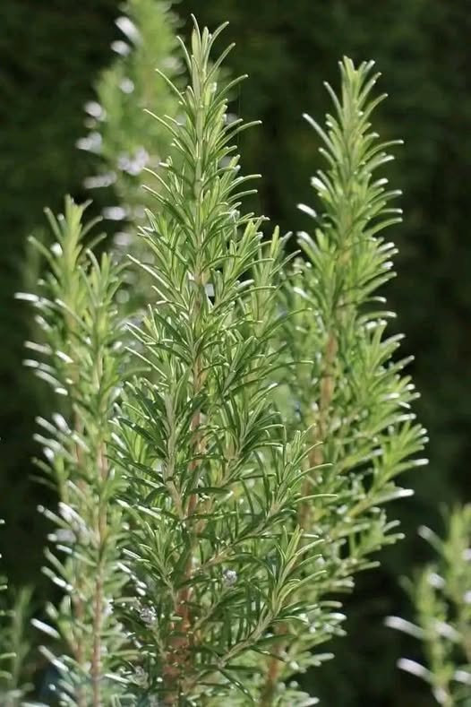 ROSEMARY Rosemary is highly effective for the lungs, heart, joints, hair, and skin.