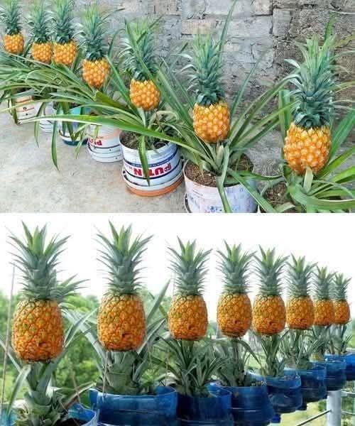 How to Grow Pineapple at Home: A Step-by-Step Guide for a Surprising Harvest