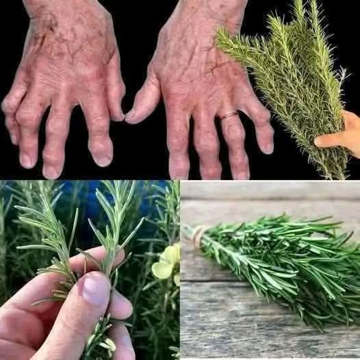 Here are the recipes for using rosemary to relieve joint pain: