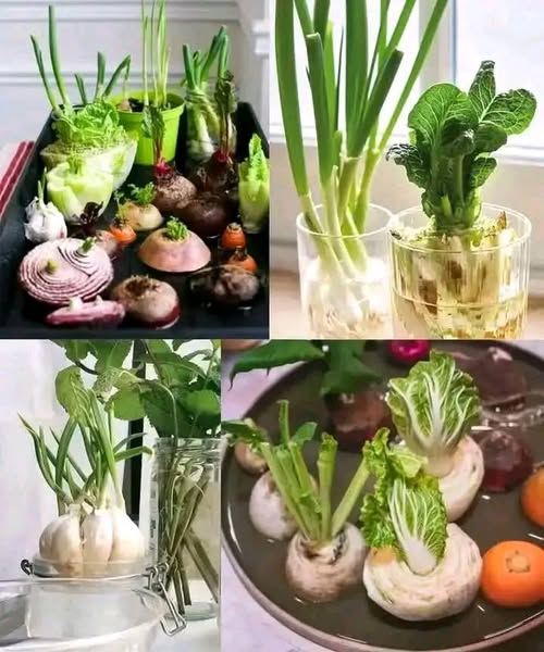 Veggies You Can Grow From Scraps: Turn Kitchen Waste into a Thriving Garden