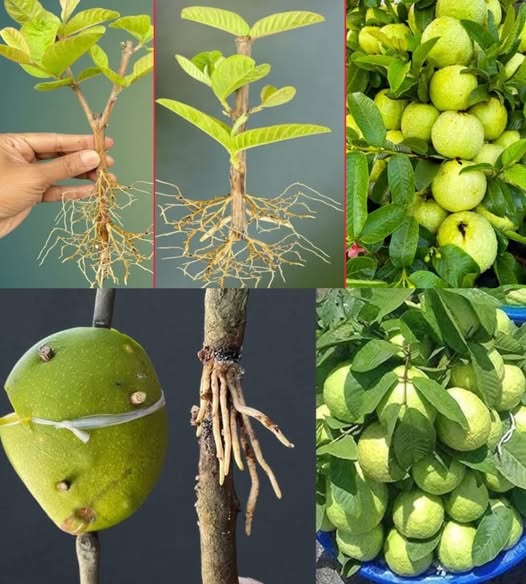 How to grow pink guava plant from cutting How can I make my guava grow faster