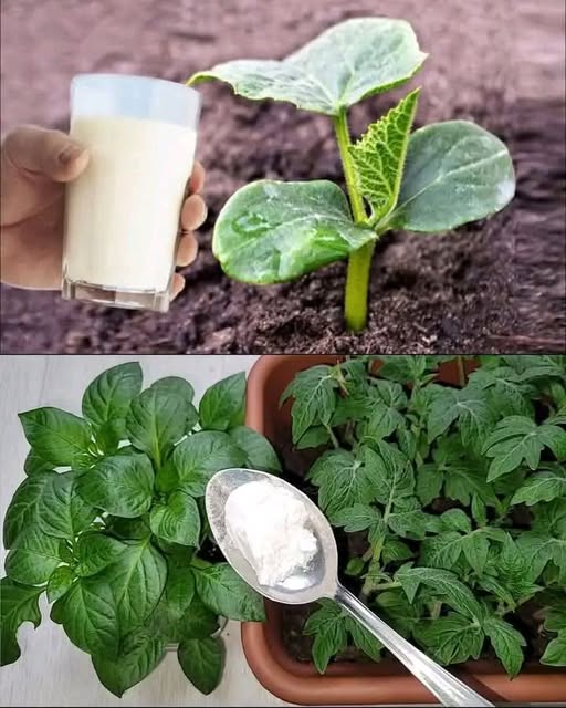 10 Clever Uses of Baking Soda in the Garden