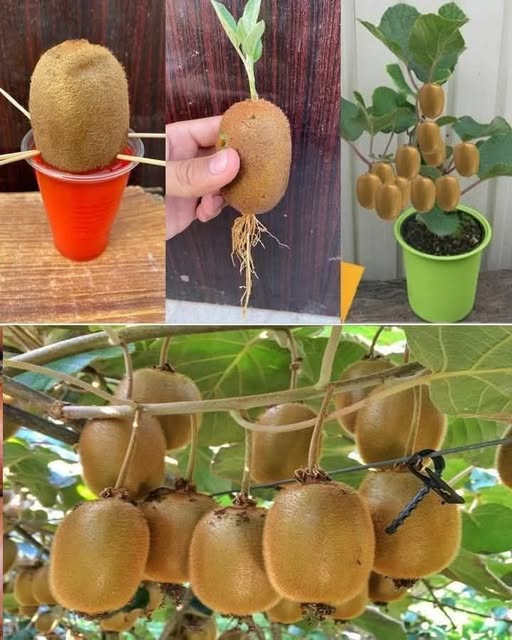 Growing Kiwi Trees at Home: A Guide for Pot Cultivation