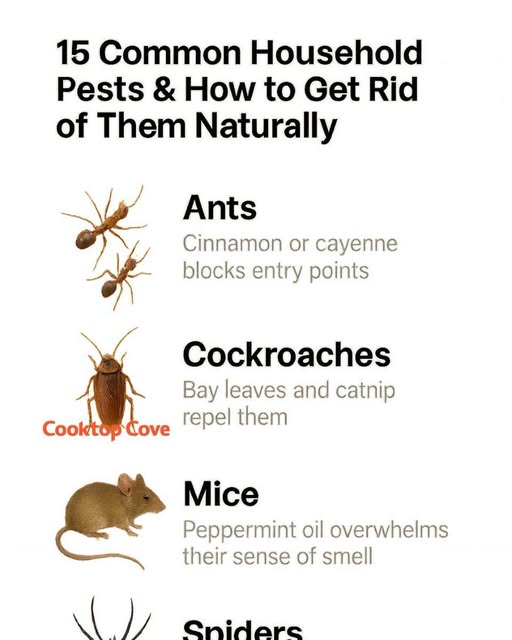 15 Common Household Pests & How to Get Rid of Them Naturally