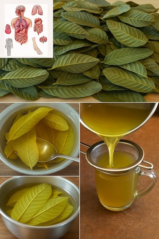 Guava Leaves: A Hidden Health Powerhouse