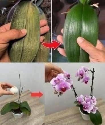 Bloom Boost: The Garlic Elixir That Makes Orchids Flower Like Crazy